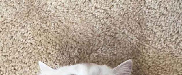 Bellissimo gatto bianco con gli occhi azzurri.  Il gatto Kobe con gli occhi più belli del mondo