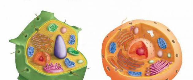 الخلاصة: الفرق بين الخلية الحيوانية والخلية النباتية.  الاختلافات بين النباتات والحيوانات والفطريات