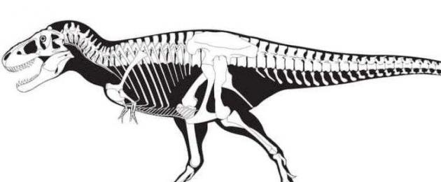 Какая сила была у челюстей тираннозавра. Тираннозавр - хищный динозавр﻿ Подробно о строении тела