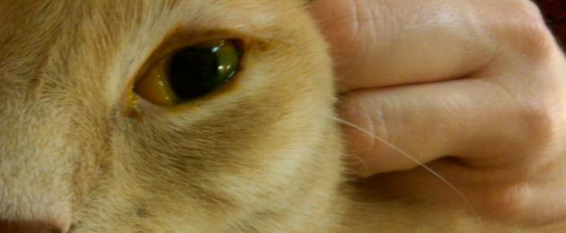 У кошки помутнел один глаз. Помутнел один глаз у кошки: лечение, симптомы болезней У кошки мутные глаза ничего не ест