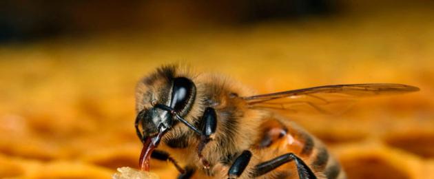 Апитерапия как правильно ставить пчел активные точки. Видео про лечение остеохондроза апитерапией