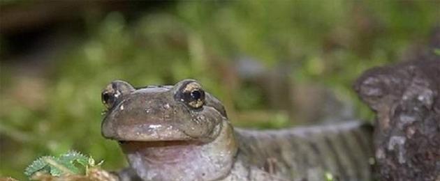 Есть ли у жабы зубы. Есть ли у лягушки зубы и есть ли они у жабы? Различия в среде обитания