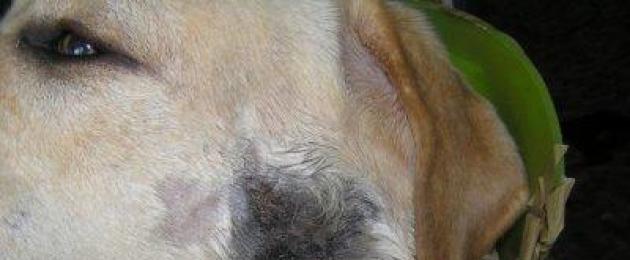 Scopri di più sulle pulci sui cani e sui loro potenziali pericoli.  Pulci del cane Briciole nere nel pelo del cane