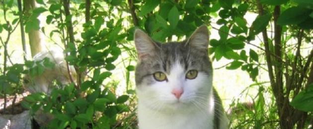 Как спасти огород от кошек. Как отвадить кошек от участка? Как отвадить кошек гадить на участке? Аэрозоли и водные разбрызгиватели