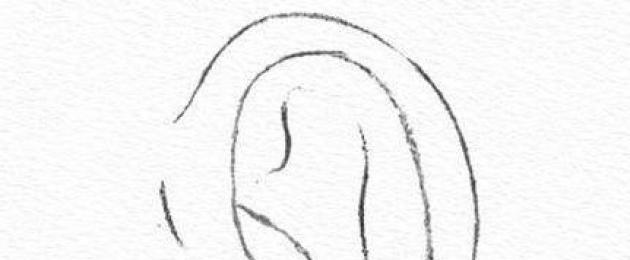 رسم الأذن على الوجه خطوة بخطوة.  كيفية رسم الأذن بقلم رصاص خطوة بخطوة
