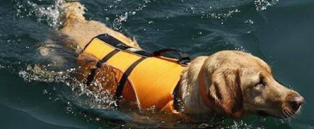 Как плавают собаки. Все ли собаки умеют плавать от рождения