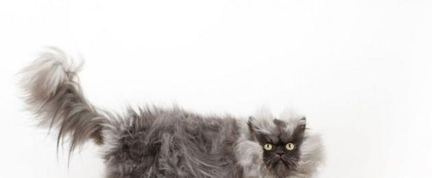 Мохнатые коты. Самые пушистые кошки в мире