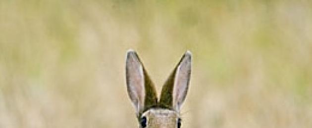 Зачем кролиководу нужны знания о диких кроликах? Характер и поведение декоративных кроликов Поведение кроликов. 