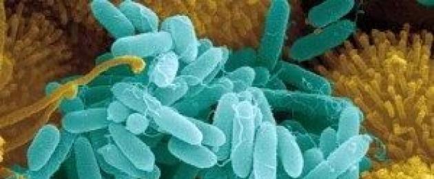 Какие бывают бактерии? Чем опасны и полезны микробы. 