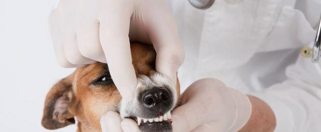 Карандаш для удаления зубного камня у собак. Что делать для профилактики? Недостаток твердой пищи