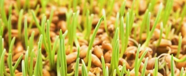 В чем польза пророщенной пшеницы, и как правильно ее принимать. Как использовать пророщенную пшеницу для оздоровления организма