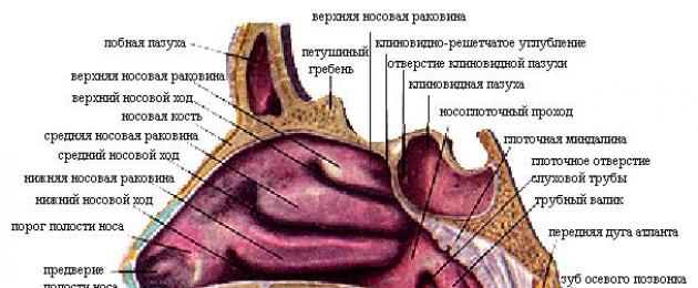 Quali organi compongono la trachea.  Dipartimenti dell'apparato respiratorio, caratteristiche strutturali