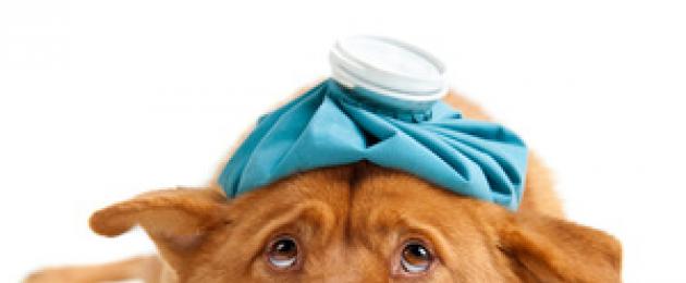 Чем лечить собаку в домашних условиях. Как лечить и ухаживать за больной собакой