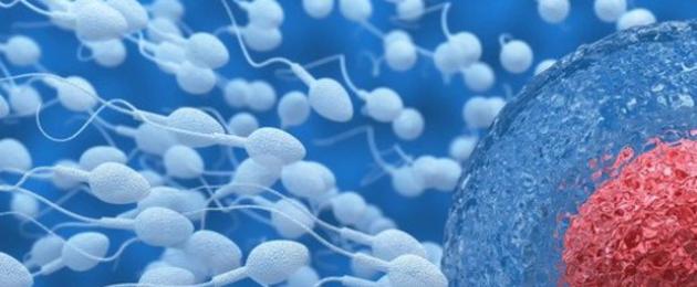 Набор хромосом в яйцеклетке. Сколько живут сперматозоиды