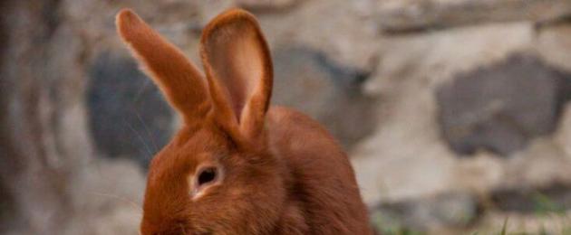 Горячие ушки у кролика. Заболевания ушей у кроликов: как определить и вылечить? Почему у кролика горячие уши