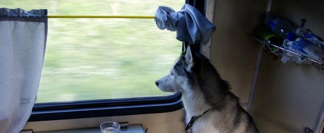 Перевозка животных в высокоскоростных поездах «Сапсан. Перевозка животных в поезде Можно ли в сапсан с собакой