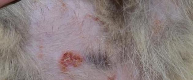 Metodi diagnostici del pemfigo foliaceo nel gatto.  Malattie autoimmuni della pelle nei cani e nei gatti usando l'esempio del pemfigo foliaceo
