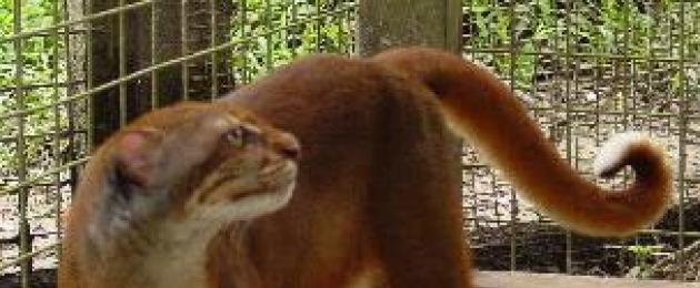 Как зимуют дикие коты в лесу. Лесной кот: фото котят, уход и описание породы