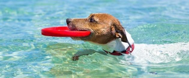 Cane dopo il nuoto.  Come insegnare a un cane a nuotare di qualsiasi razza