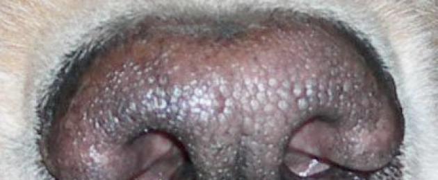 Il naso del cane è passato dal nero al marrone.  Disturbo della pigmentazione del naso del cane
