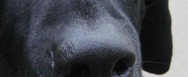 Почему у собаки нос стал коричневым. Обесцвечивание мочки носа у собак – причины и лечение