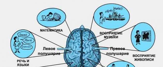 Nodi di elaborazione delle informazioni nel cervello umano.  Il cervello, la sua struttura e funzioni