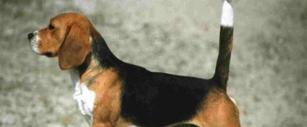 Как выглядит собака породы бигль. Описание породы бигль и характер