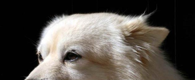 У собаки течет из уха трясет головой. Виды заболеваний ушей у собаки и методика их лечения