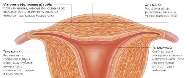 Как выглядят груди у женщины здоровой. Как выглядит рак груди: фото и описание внешнего вида