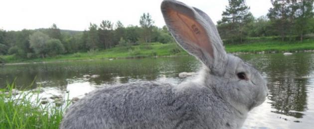 У кролика горячие уши. Почему у кролика горячие уши и что делать