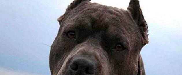 Почему нападают «бойцовые собаки»? О нападениях питбулей и других собак на людей Почему питбули нападают на своего хозяина. 