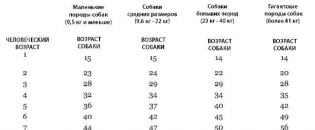 Таблица возраста собак мелких пород. Возраст собак по человеческим меркам таблица по годам мелких пород. Возраст собак на человеческий Возраст таблица по породам. Таблица возраста собак по человеческим меркам мелких пород. Соотношение возраста собак к человеческому возрасту.