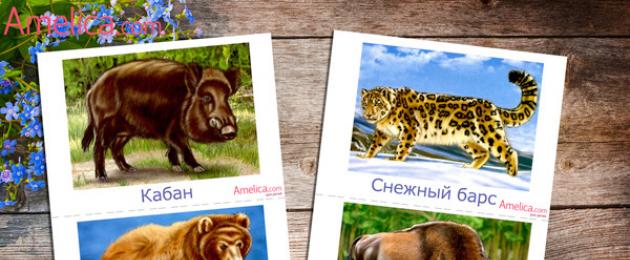 Карточки с названиями животных. Дикие и домашние животные для детей: картинки с названиями и видео