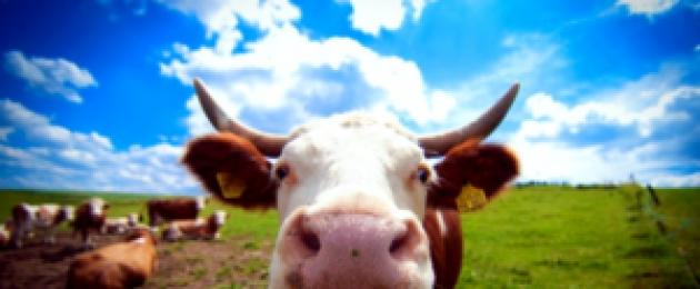 Как можно назвать теленка который родился маи. Как выбрать имя для бурёнки? Видео «Счастливые коровы»