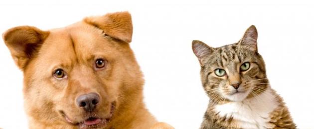 Почему собаки не любят. Почему собаки и кошки не любят друг друга? Что нельзя делать при собаке