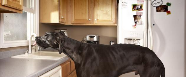Самый высокий дог. Самая большая собака в мире (фото): Зевс и его «коллеги