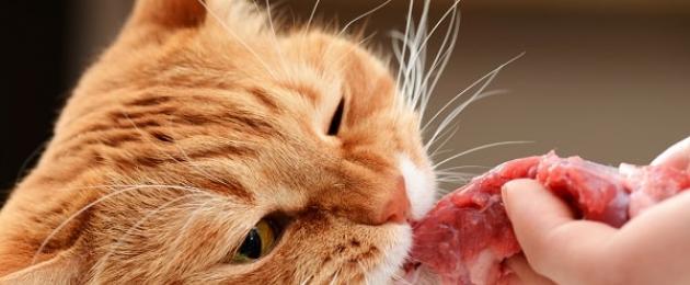 Come dare carne cruda a un gatto.  È possibile dare da mangiare a un gatto con pollo crudo: tutte le caratteristiche della 