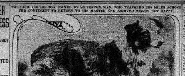 Рассказ о собаке которая совершила подвиг. Собаки – герои Великой Отечественной войны