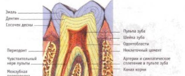 هيكل السن هو وصف تفصيلي.  ما تحتاج لمعرفته حول أسنان الإنسان: التشريح والموقع والوظائف