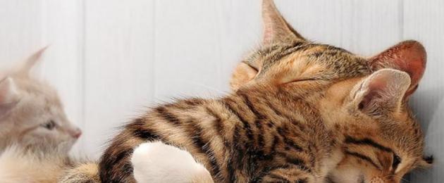 Как отучить котенка от сосания кошки. Когда давать котёнку взрослую еду? Правильные методы отучения котенка от материнского молока