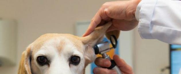 Гематома уха у собаки: причины и лечение. Гематомы у собак: симптомы, диагностика, лечение