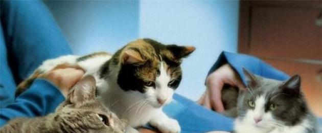 Кошка занимает место больного человека. Почему кошка лежит на больном месте человека? Для повышения иммунитета