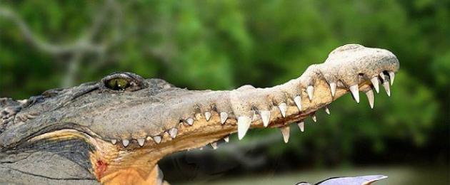 Зубной врач у крокодила. Факты: Птицы не чистят зубы крокодилам