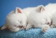 Perché sogni 2 gattini?  Perché sogni un gattino?  Interpretazione dei sogni dei gattini.  Gattino sano, bello e soffice