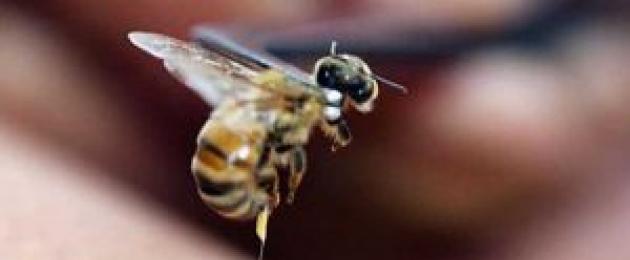 Деформирующий артрит, артрозы, дисплазия ТБС: спасение в пчелах. Особенности лечения суставов пчелиными укусами