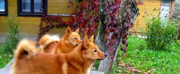 Характер собаки карело финской лайки. Карело-финская лайка — рыжая охотница