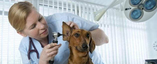 Сколько домашних собак погибло от пироплазмоза. Спасти собаку от пироплазмоза: профилактика и лечение