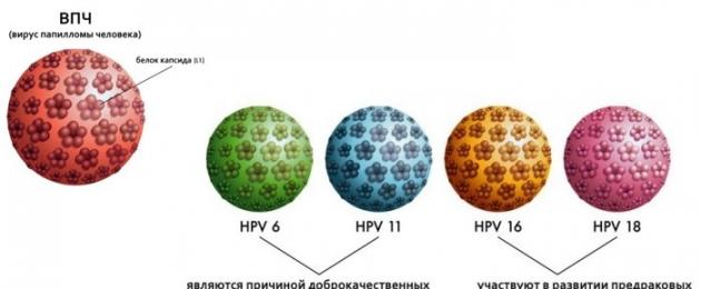 Cosa prendere nel trattamento dell'infezione da papillomavirus umano.  Come trattare il papillomavirus umano nelle donne