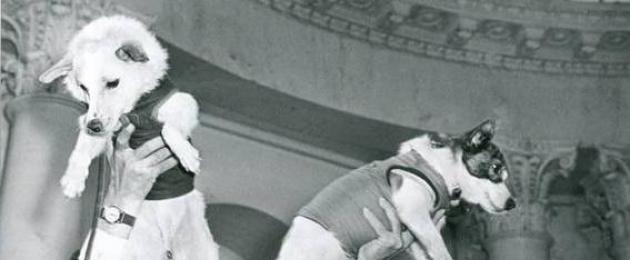 Две собаки в космосе. Белка и стрелка полёт в космос 1958. Белка и стрелка советские собаки-космонавты. Белка и стрелка после полета в космос. Белка собака космонавт.