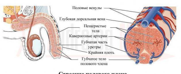 Лучшие средства для лечения мужского бесплодия. Как лечить мужское бесплодие? Советы и рекомендации ведущих докторов